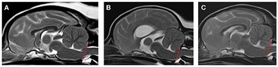 Phenotypic characterization of Pomeranians with or without Chiari-like malformation and syringomyelia